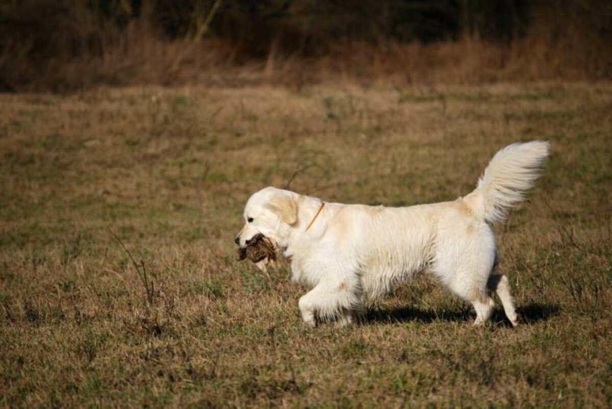 VÝCVIK RETRIEVEROV MY JOY – OKTÓBER 2014