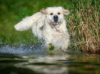 Zlatý retriever My Joy