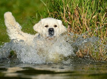 Zlatý retriever My Joy