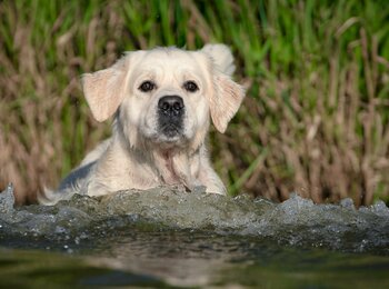 Zlatý retriever My Joy