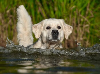 Zlatý retriever My Joy