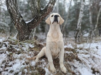 zlatý retriever My Joy