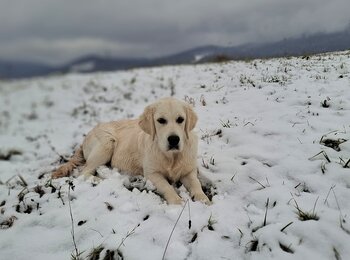 golden retrívr My Joy