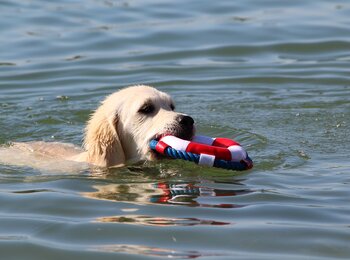 zlatý retriever My Joy - výcvik vodnej záchrany