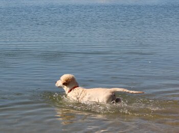 zlatý retriever My Joy - výcvik vodnej záchrany