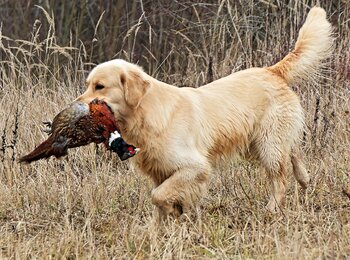 zlatý retriever Enerkid Call me My Joy