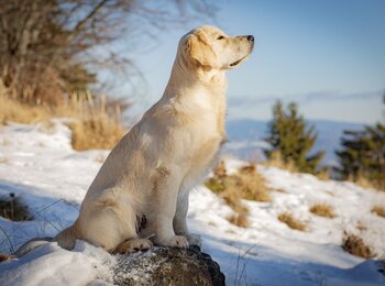 Golden retriever ENERKID Call me My Joy "LORD"