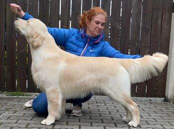 Golden retriever ENERKID Call me My Joy "LORD"