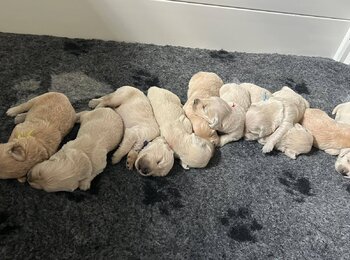 Šteniatka zlatý retriever po krycom psovi Lord My Joy Šteniatka zlatý retriever po krycom psovi Lord My Joy