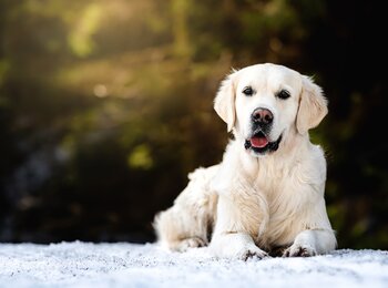 Golden retriever - Missi