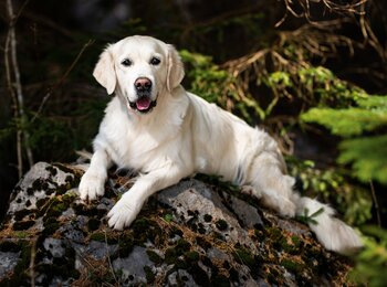 Golden retriever - Missi