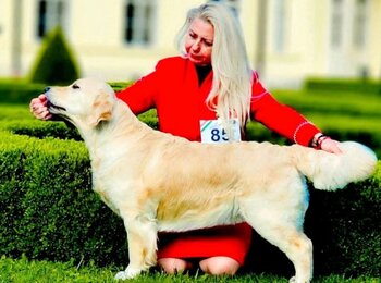 C.I.B. Iris My Joy zlatý retriever Shelby