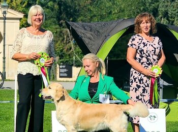 C.I.B. Iris My Joy zlatý retriever Shelby