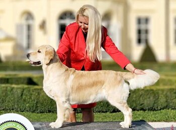 C.I.B. Iris My Joy zlatý retriever Shelby