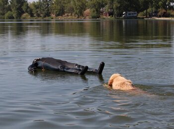 Zlatý retriever MyJoy - vodná záchrana Zlatý retriever MyJoy - vodná záchrana
