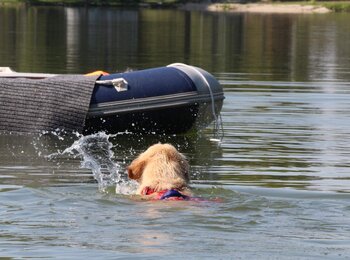 Zlatý retriever MyJoy - vodný záchranář Zlatý retriever MyJoy - vodný záchranář