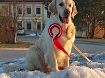 zlatý retriever Artuš My Joy