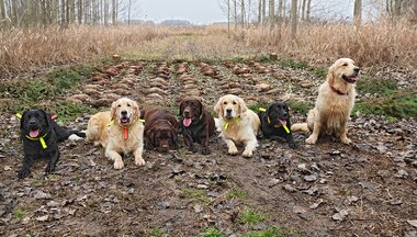 zlatý retriever - poľovný pes