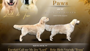 Zlatý retriever Lord - úspešný krycí pes