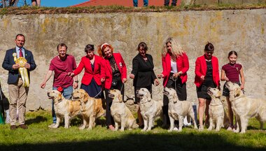 Najlepšia chovateľská skupina - zlatý retriever My Joy Najlepšia chovateľská skupina - zlatý retriever My Joy