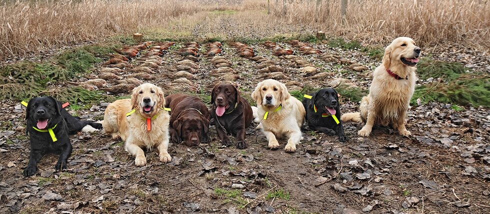 zlatý retriever - poľovný pes