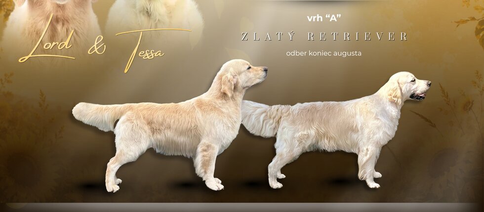 Zlatý retriever Lord - úspešný krycí pes Zlatý retriever Lord - úspešný krycí pes